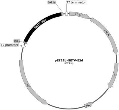 Development and application of an indirect ELISA for detecting equine IgG antibodies against Getah virus with recombinant E2 domain protein